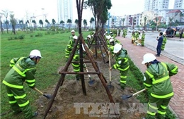 Công ty TNHH MTV Công viên cây xanh kêu quá tải nếu chăm sóc cây xanh, thảm cỏ Hà Nội 